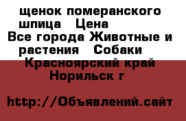 щенок померанского шпица › Цена ­ 45 000 - Все города Животные и растения » Собаки   . Красноярский край,Норильск г.